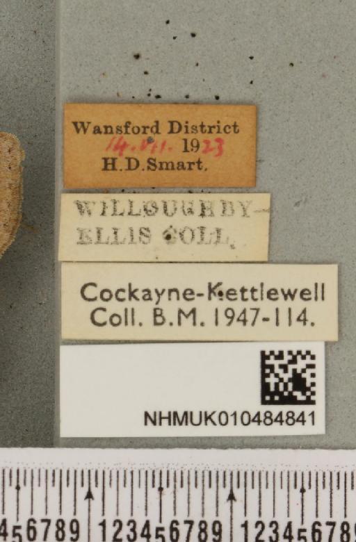 Lygephila pastinum ab. ludicra Haworth, 1809 - NHMUK_010484841_label_540789