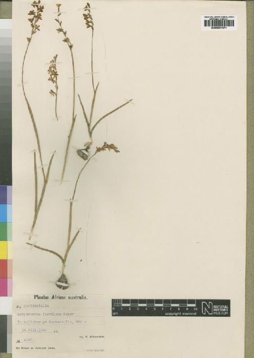 Hesperantha spicata subsp. fistulosa (Baker) Goldblatt - BM000911971