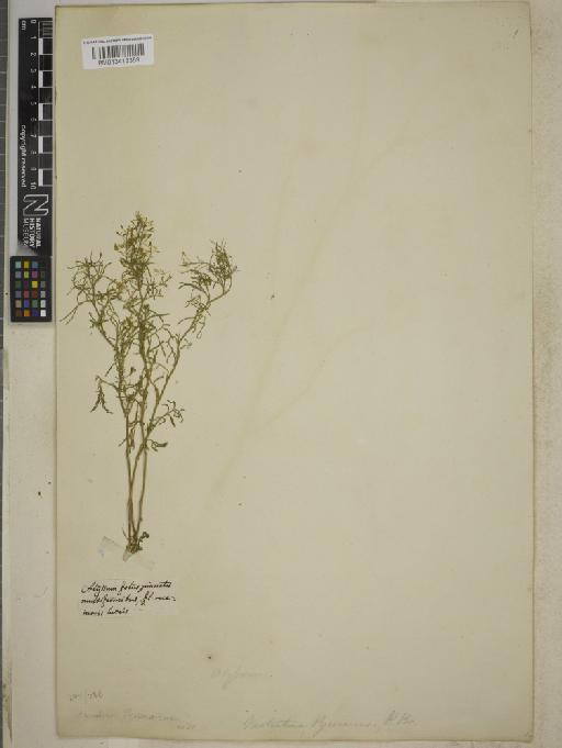 Rorippa pyrenaica Rchb. - BM013413359