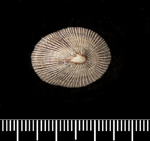 Siphonaria venosa subterclass Tectipleura Reeve, 1856 - 1982042, SYNTYPES, Siphonaria venosa Reeve, 1856,