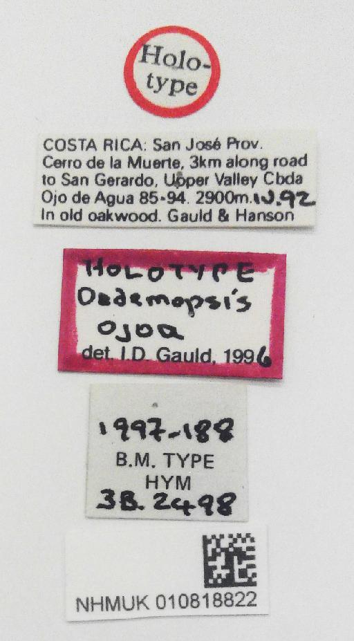 Oedemopsis ojoa Gauld, I.D., 1997 - 010818822_Oedemopsis_ojoa_holotype_labels