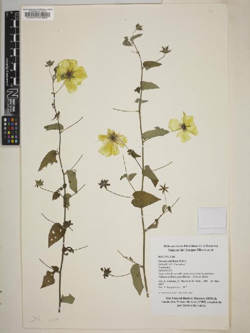 Pavonia sidifolia - BM000527399