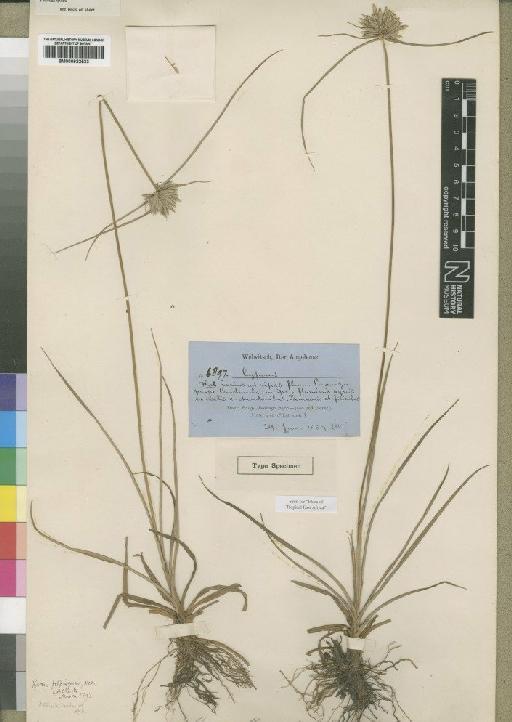 Pycreus fluminalis (Ridl.) Troupin - BM000922533