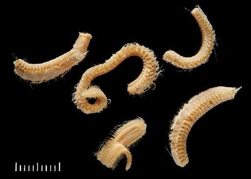 Polyeunoa laevis McIntosh, 1885 - Polychaete type specimen 1885.12.1.55 view 1