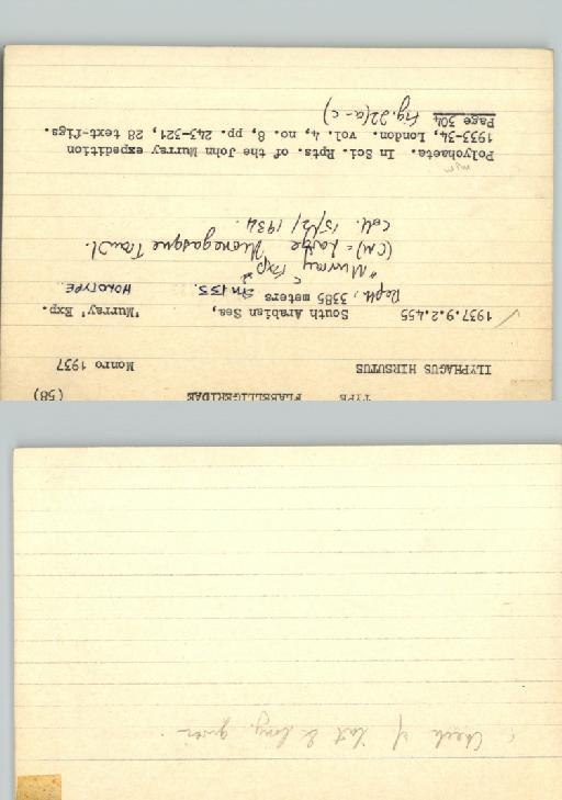 Ilyphagus hirsutus Monro, 1937 - Poychaeta_Type_0557-combined