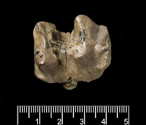 Arcanotherium savagei (Court, 1995) - M82165 Lm1