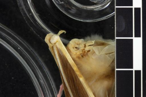 Triaenops pauliani, Goodman & Ranivo, 2008 - 1913_2_18_1-Triaenops_pauliani-Holotype-Noseleaf-lateral-1