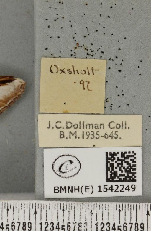 Pheosia gnoma (Fabricius, 1777) - BMNHE_1542249_label_245971