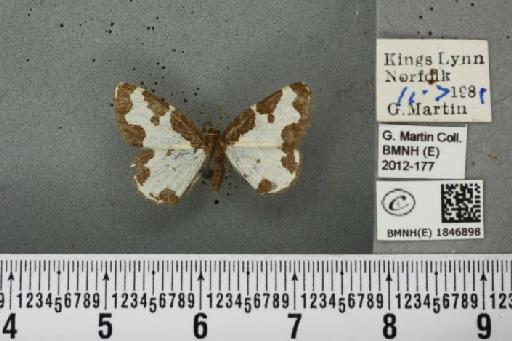 Lomaspilis marginata (Linnaeus, 1758) - BMNHE_1846898_420091