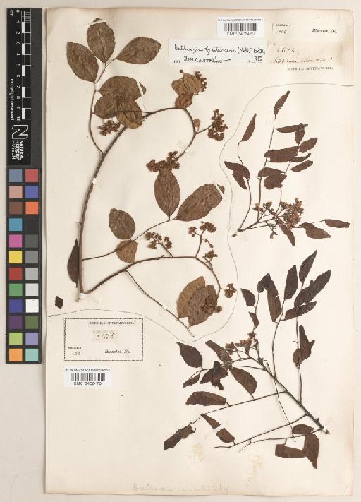 Dalbergia frutescens (Vell.) Britton - BM013406470