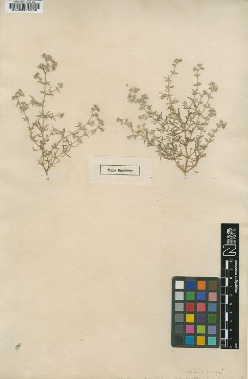 Polycarpaea aristata C.Sm. - BM000583698