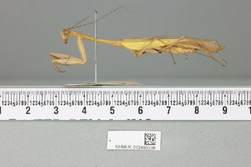 Camelomantis penangica Giglio-Tos, 1917 - 012496338___1