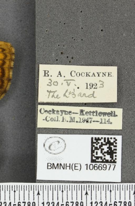 Lasiommata megera ab. croesus Stauder, 1922 - BMNHE_1066977_label_30045