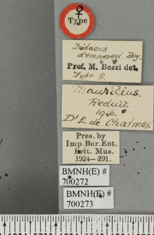 Dacus (Mictodacus) demmerezi (Bezzi, 1917) - BMNHE_700272_label_39146