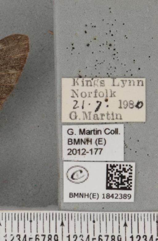 Biston betularia (Linnaeus, 1758) - BMNHE_1842389_label_411969