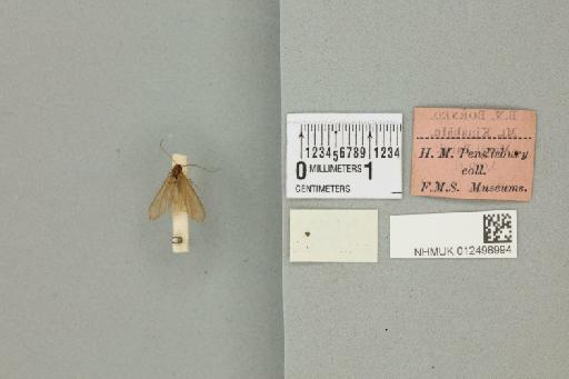 Diplectrona elongata (Banks, 1931) - 012498994_reverse