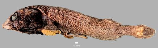 Alepocephalus australis Barnard, 1923 - BMNH 2002.3.2.120, Alepocephalus australis