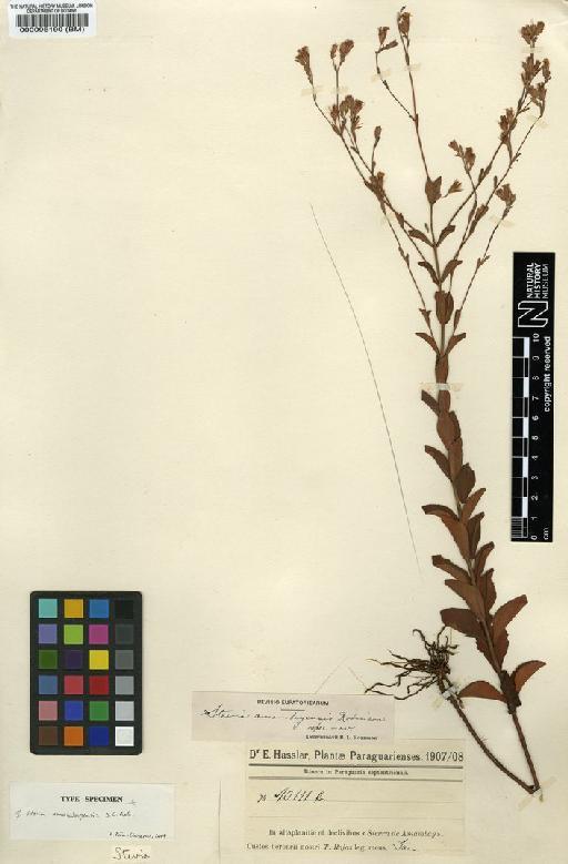 Stevia amambayensis B.L.Rob. - BM000096190