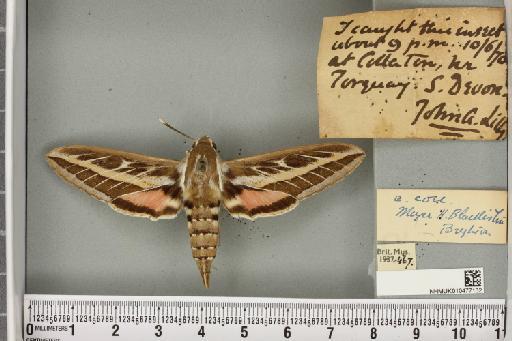 Hyles livornica (Esper, 1780) - NHMUK_010477132_534732