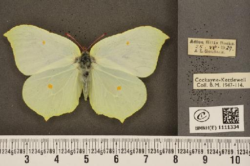 Gonepteryx rhamni rhamni Linnaeus, 1758 - BMNHE_1111334_64514