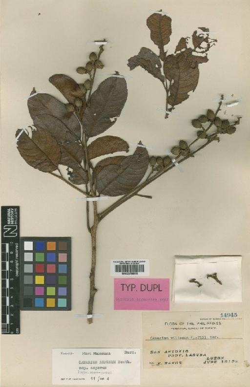 Canarium asperum var. asperum Benth. - BM000798958