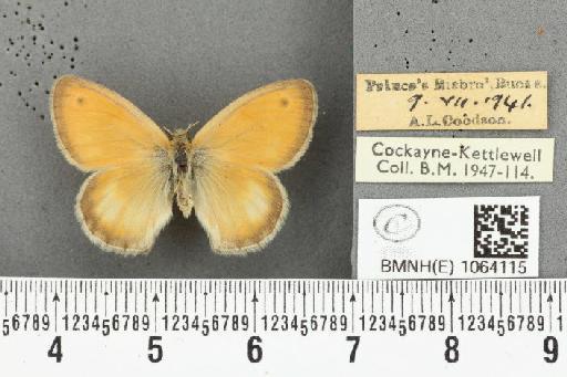 Coenonympha pamphilus ab. partimtransformis Leeds, 1950 - BMNHE_1064115_25279