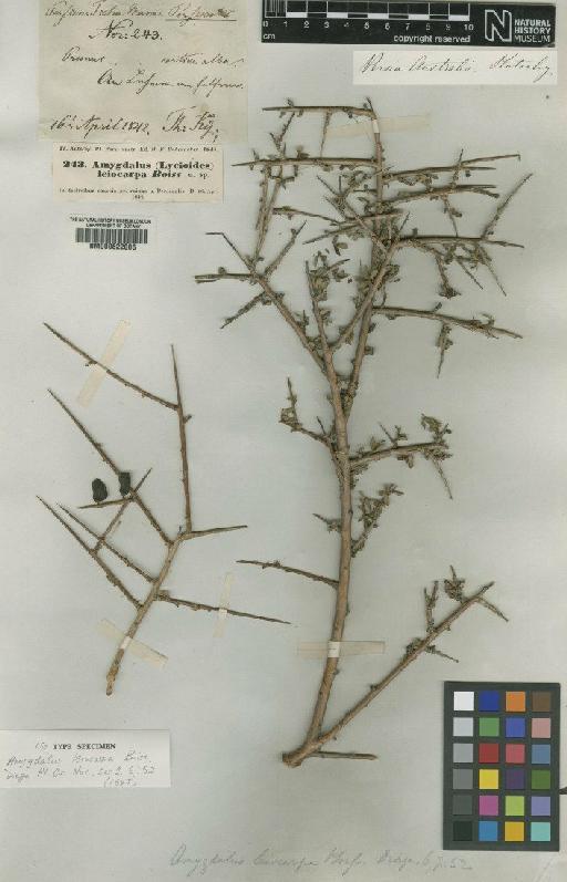 Prunus leiocarpa (Boiss.) Fritsch - BM000622005