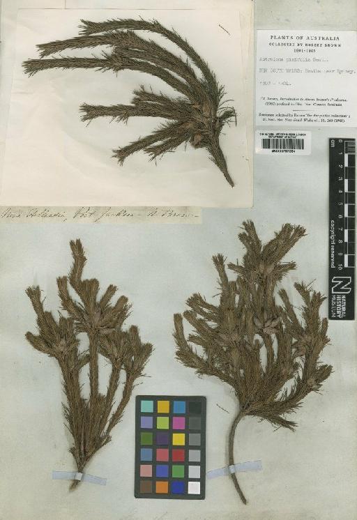 Astroloma pinifolium (R.Br.) Benth. - BM000797354