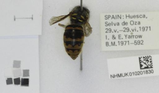 Vespula vulgaris (Linnaeus, 1758) - 010201830_Vespula_vulgaris_dorsal_1