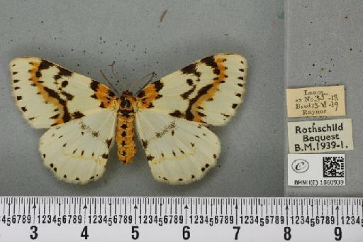 Abraxas grossulariata (Linnaeus, 1758) - BMNHE_1860939_417417