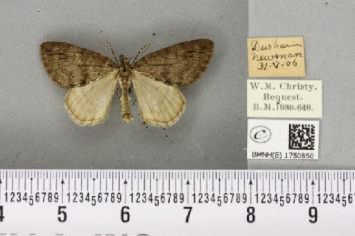 Hydriomena impluviata ab. nigerrima Harrison, 1911 - BMNHE_1750850_329681