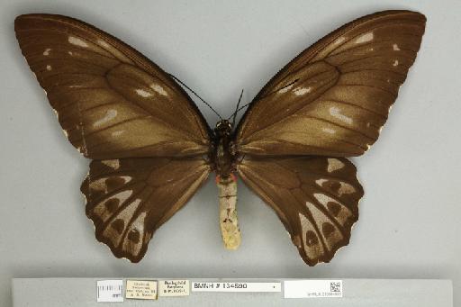 Ornithoptera priamus urvillianus Guérin-Méneville, 1829 - 013604650__