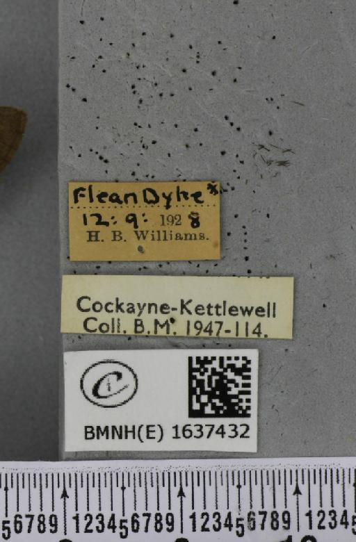 Macroglossum stellatarum (Linnaeus, 1758) - BMNHE_1637432_label_206125