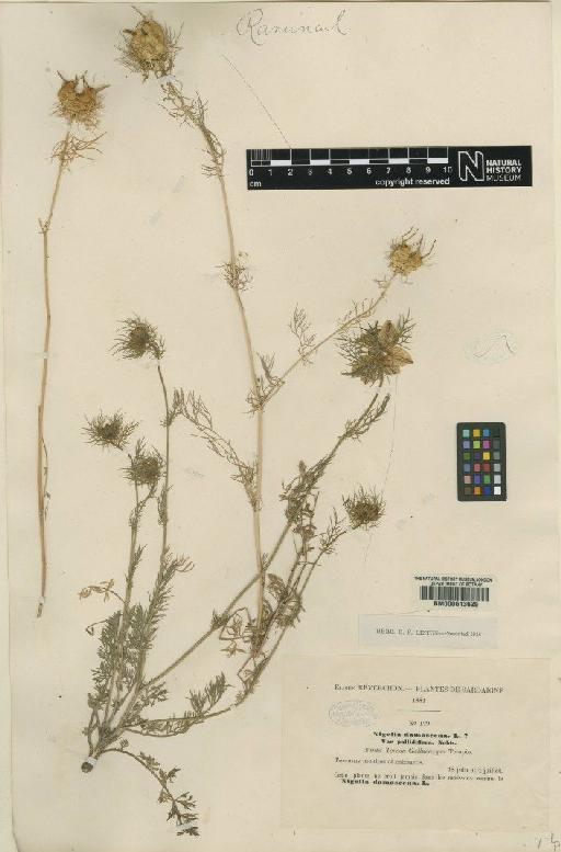 Nigella damascena L. - BM000613629