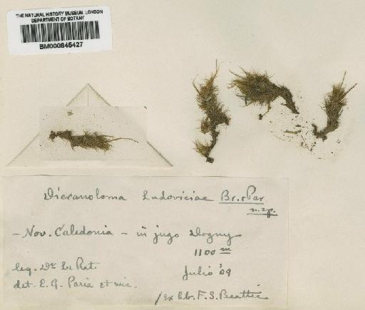 Dicranoloma ludovicae Broth. & Paris - BM000845427