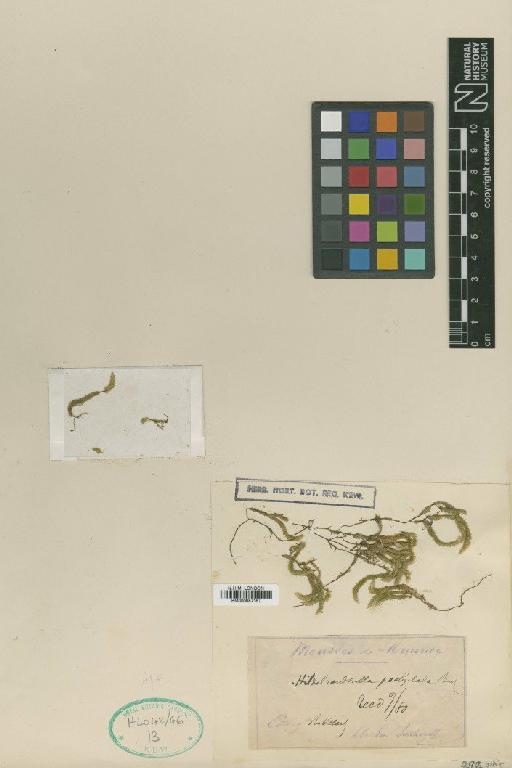 Hildebrandtiella pachyclada Besch. - BM000987167