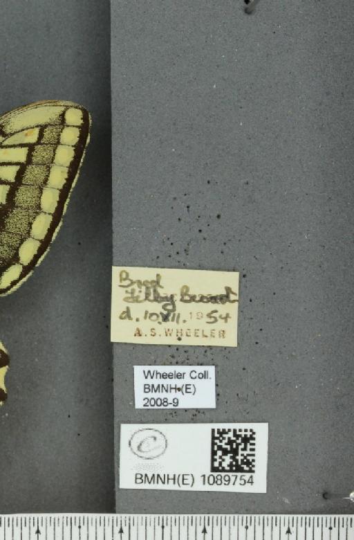 Papilio machaon britannicus Seitz, 1907 - BMNHE_1089754_label_69584
