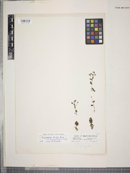 Omphalodes luciliae subsp. kurdica Rech.f. & Riedl - 013718798