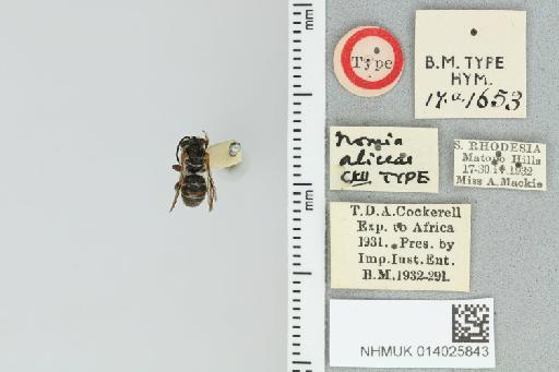 Pseudapis aliceae Cockerell, 1935 - 014025843_839193_1668393-