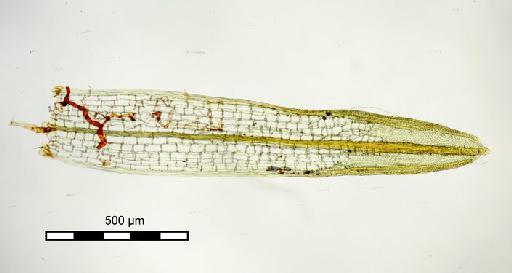 Syrrhopodon revolutus Dozy & Molk. - Syrrhopodon microbolaceous_BM000677502 whole leaf.jjpg