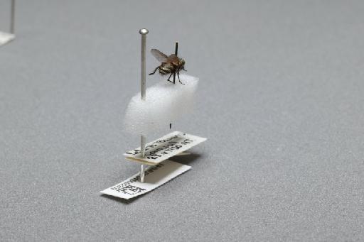 Sarcophaga (Myorhina) nigriventris Meigen, 1826 - 015092309_additional_1