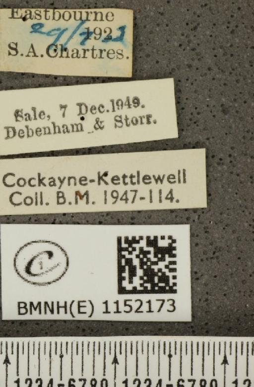Lysandra coridon ab. confluens Tutt, 1910 - BMNHE_1152173_label_103325
