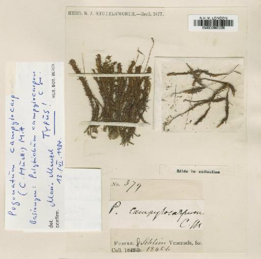 Pogonatum campylocarpum (Müll.Hal.) Mitt. - BM000960526
