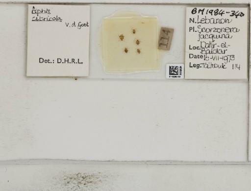 Aphis (Medoralis) spiraecola Patch, 1914 - 014225733_112525_1093088_157791_NoStatus