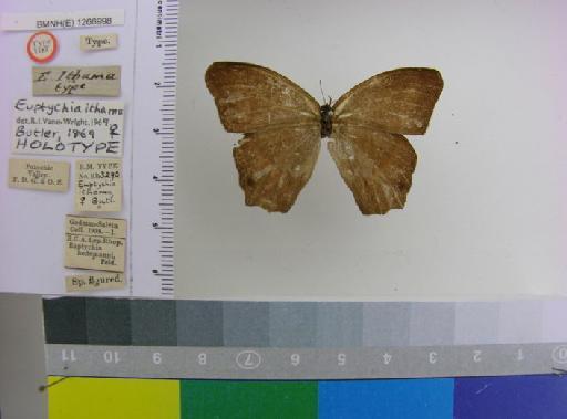 Euptychia ithama Butler, 1869 - BMNH(E)_1266998_Cyllopsis_(Euptychia)_hedemanni_hedemanni_ithama_Felder_HT_female_ (1)