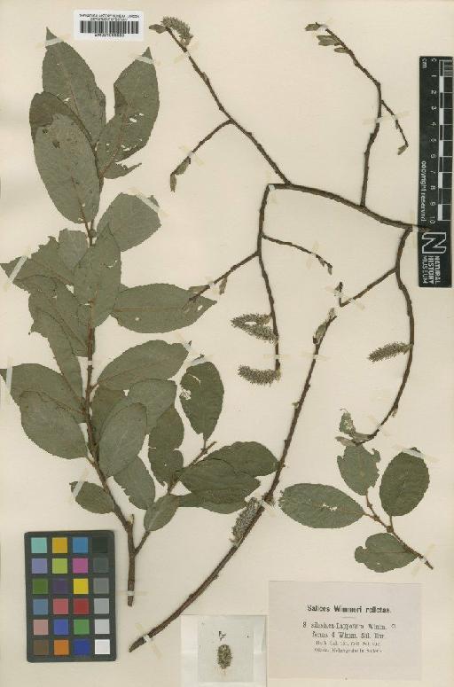 Salix silesiaca Willd. - BM001066880