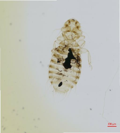 Menacanthus fasciatus aburris Carriker, 1946 - 010658016__2017_07_24-Scene-1-ScanRegion0