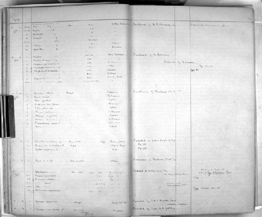 Otocyon megalotis Desmarest, 1822 - Zoology Accessions Register: Mammals: 1904 - 1910: page 24