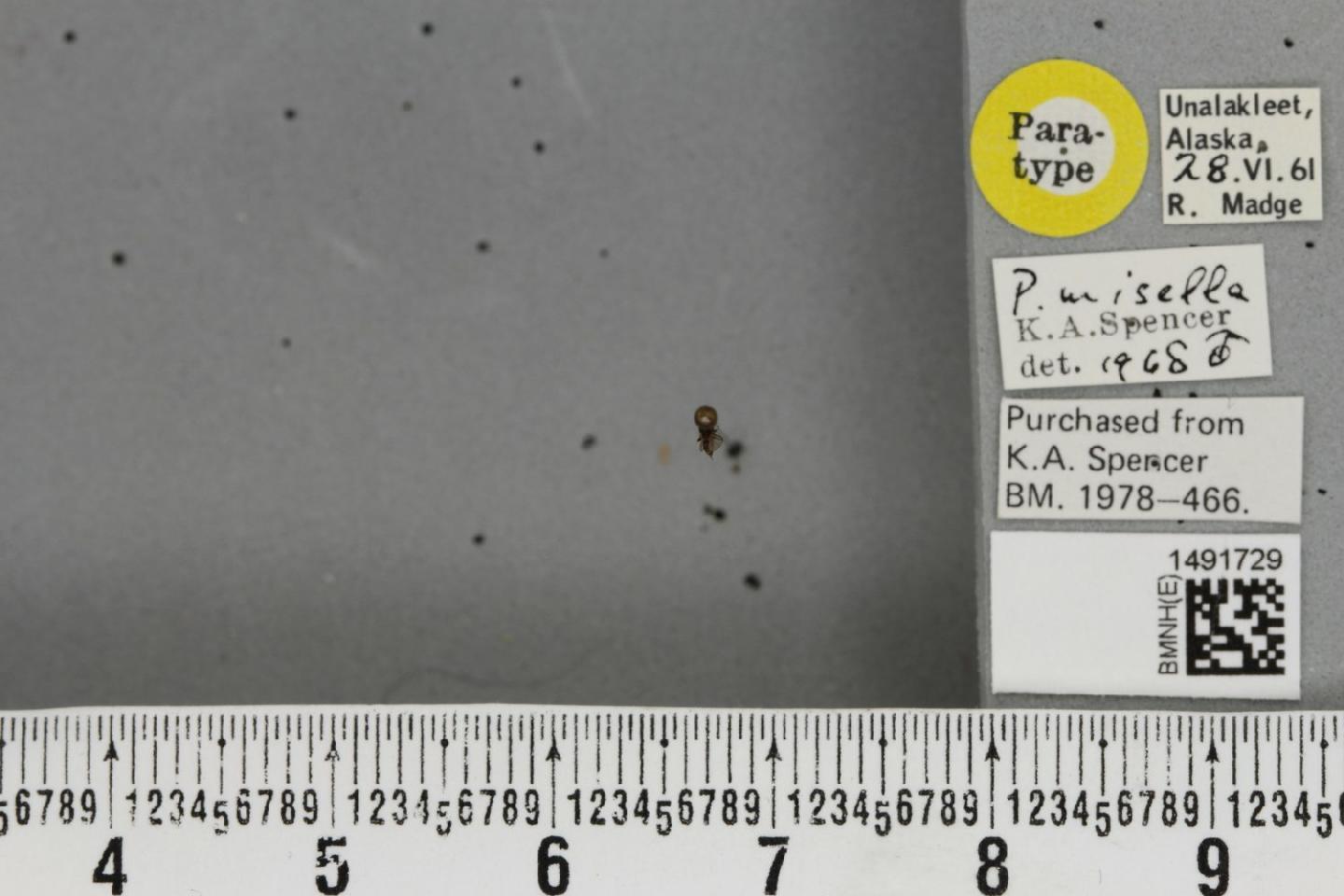 Phytomyza misella