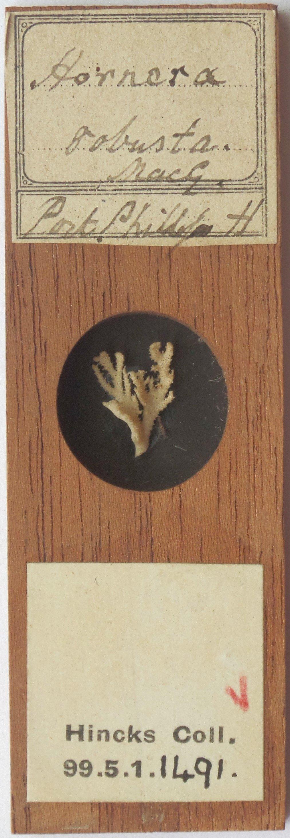 To NHMUK collection (Hornera robusta MacGillivray, 1883; NHMUK:ecatalogue:4070547)